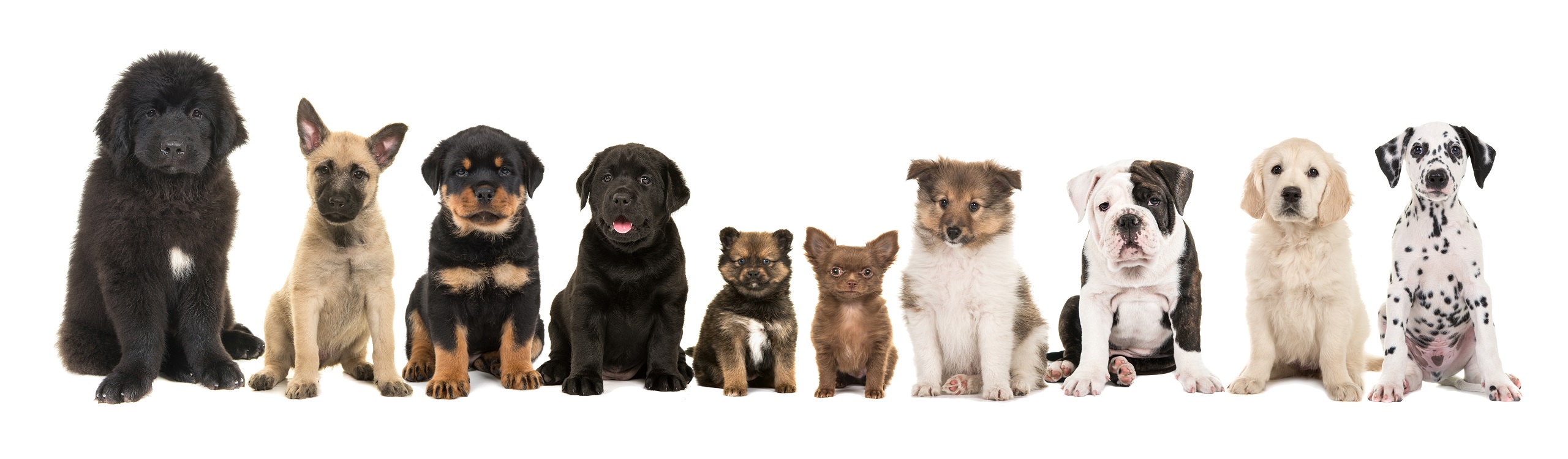 Applying Or Renewing A Supply Number Dog Breeders Register